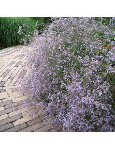 Limonium platyphyllum (latifolium) - mrežica