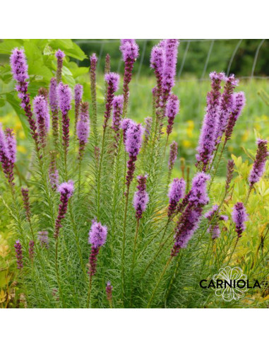 Liatris spicata 'Kobold' - liatris