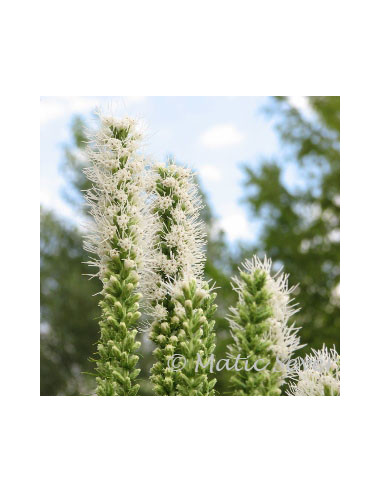 Liatris spicata 'Floristan Weiss' XL - liatris