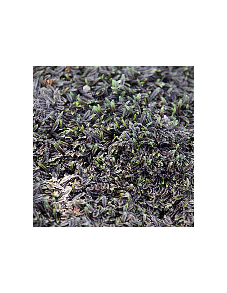 Leptinella squalida 'Platt's Black' - kotula