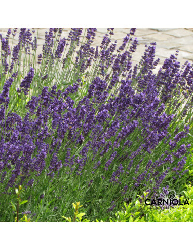 Lavandula angustifolia 'Hidcote' XL - sivka