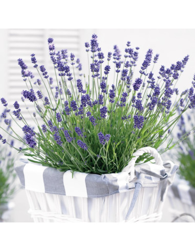 Lavandula angustifolia 'Essence Purple' XL - sivka