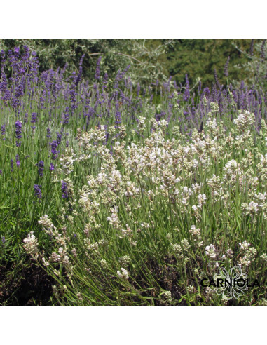 Lavandula angustifolia 'Arctic Snow' - sivka XL