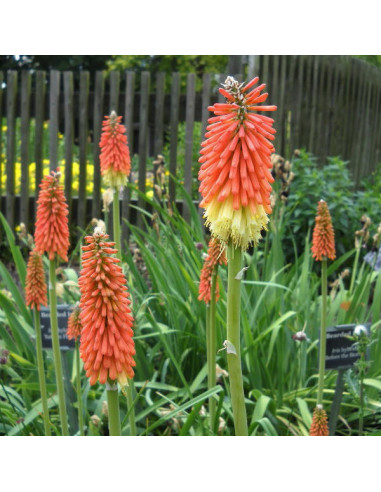 Kniphofia 'Royal Castle' - bakljasta lilija