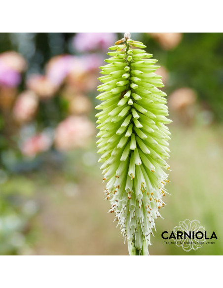 Kniphofia 'Ice Queen' XL - bakljasta lilija