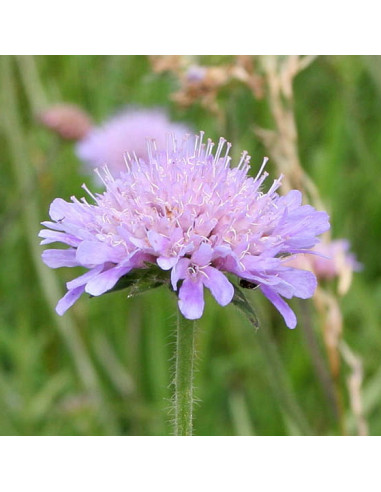 Knautia arvensis - grabljišče