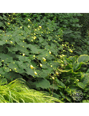 Kirengeshoma palmata - kirengešoma