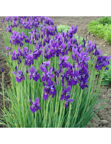 Iris sibirica 'Caesar's Brother' XL - sibirska perunika
