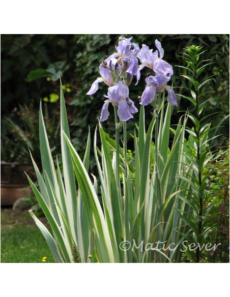 Iris pallida 'Variegata' - perunika
