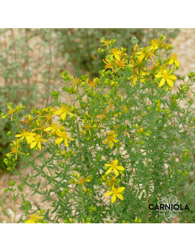 Hypericum perforatum - šentjanževka