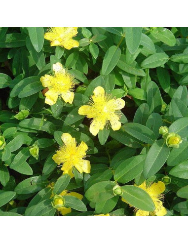 Hypericum calycinum 'Rose of Scharon' - krčnica