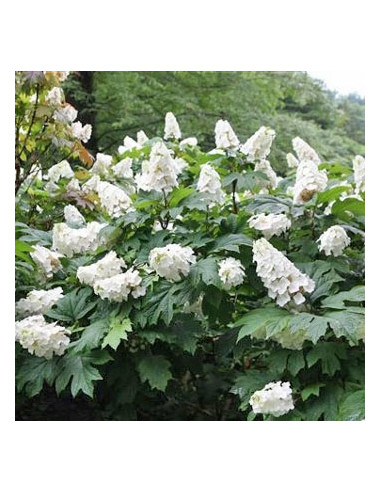 Hydrangea quercifolia 'Snowflake' - hrastovolistna hortenzija