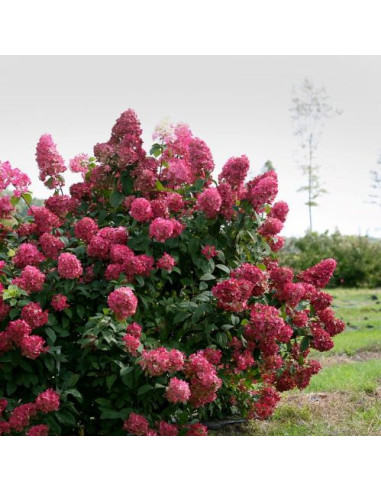 Hydrangea paniculata 'Wim's Red' - latasta hortenzija XL