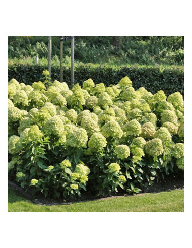 Hydrangea paniculata 'Little Lime' - latasta hortenzija