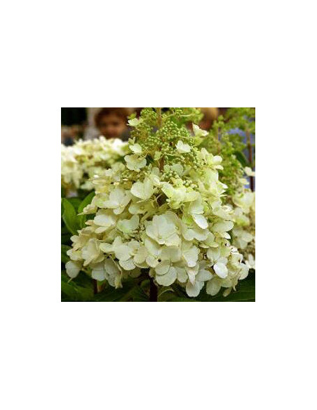 Hydrangea paniculata 'Candlelight' - latasta hortenzija XL