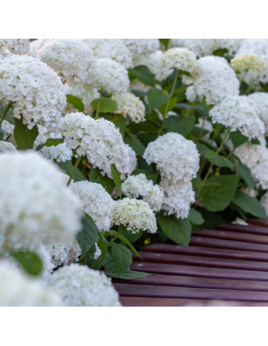 Hydrangea arborescens 'Annabelle' XL - hortenzija