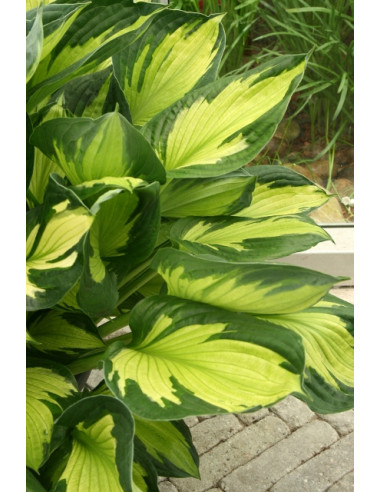 Hosta 'Whirlwind' - funkija