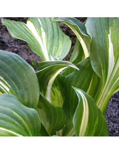 Hosta undulata 'Medio Variegata' - hosta