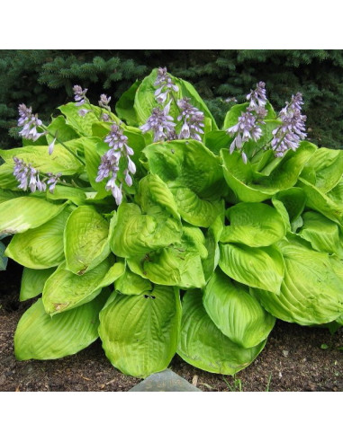 Hosta 'Sum and Substance' - hosta