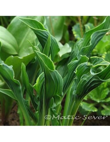 Hosta 'Praying Hands' - hosta