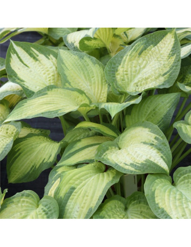 Hosta 'Paul's Glory' - funkija