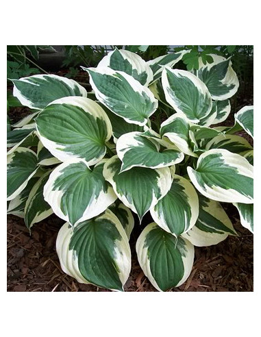 Hosta 'Minuteman' - funkija