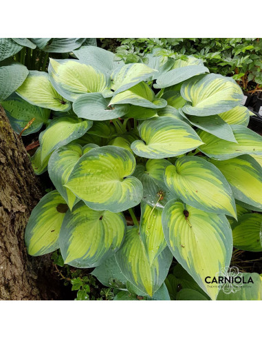 Hosta 'June'® - hosta