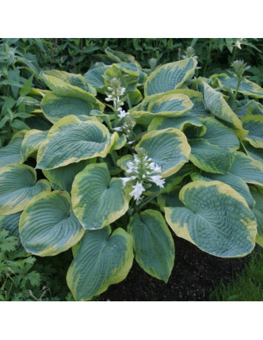 Hosta 'Frances Williams' -  hosta