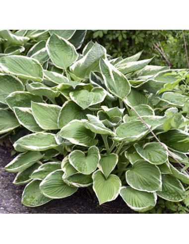 Hosta 'Francee' - hosta, funkija