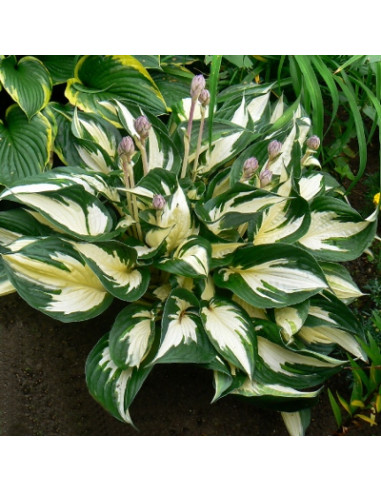 Hosta 'Fire and Ice' - funkija