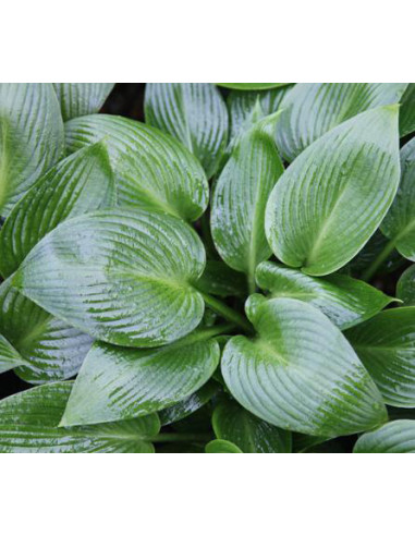 Hosta 'Devon Green' - hosta