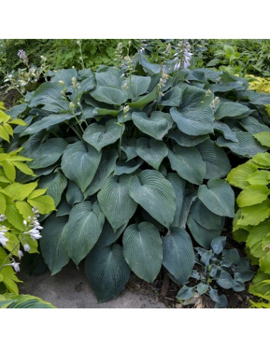 Hosta 'Blue Angel' - hosta