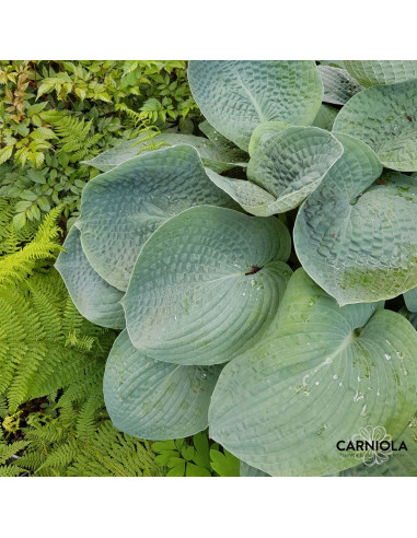 Hosta 'Big Daddy' - hosta, funkija