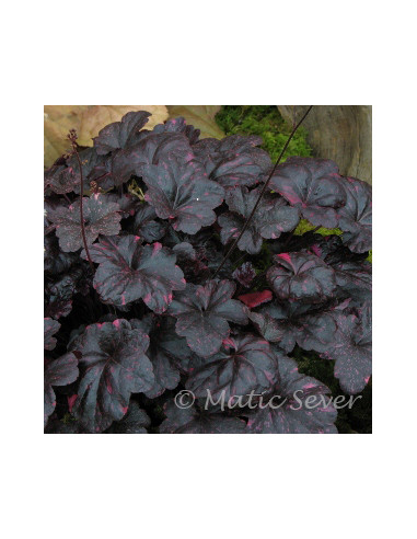 Heuchera 'Midnight Rose' - iskrivka