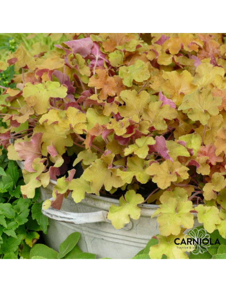 Heuchera 'Creme Brulee' - iskrivka