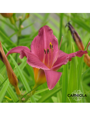 Hemerocallis 'Summer Wine' XL - maslenica