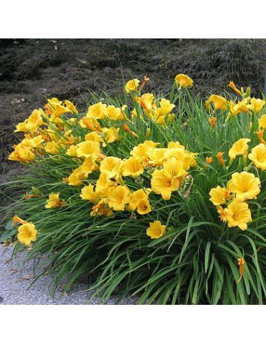 Hemerocallis 'Stella d'Oro' - maslenica