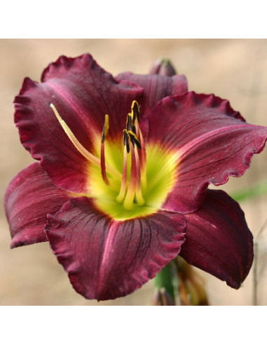 Hemerocallis 'Bela Lugosi' XL - maslenica