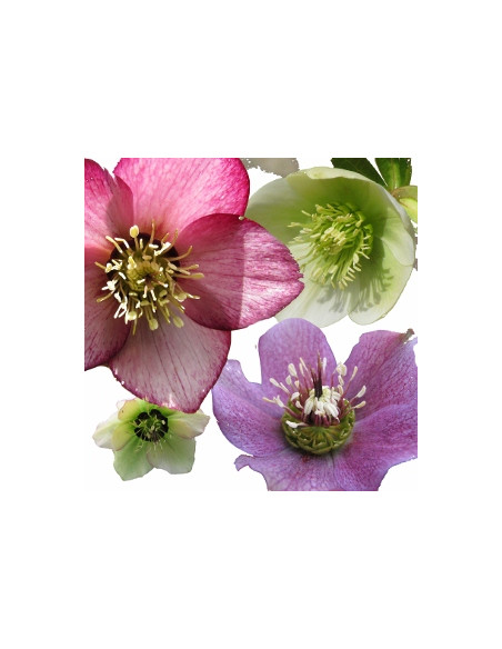 Helleborus x hy. XL- teloh (cvetoč, mešane barve)