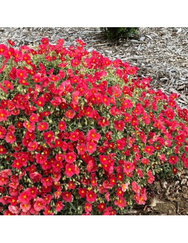 Helianthemum 'Beech Park Red' - sončece