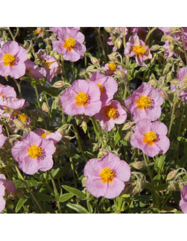 Helianthemum 'Rhodanteum Carneum' - sončece