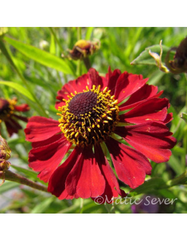 Helenium 'Rubinzwerg' - helenij