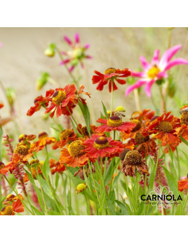 Helenium 'Moerheim Beauty' XL - helenij