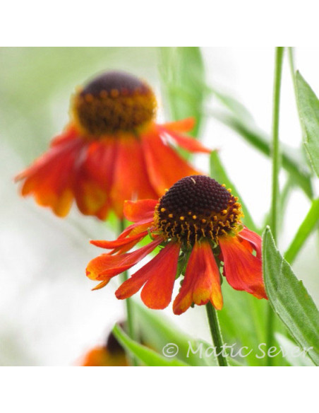 Helenium 'Mardi Gras' - helenij