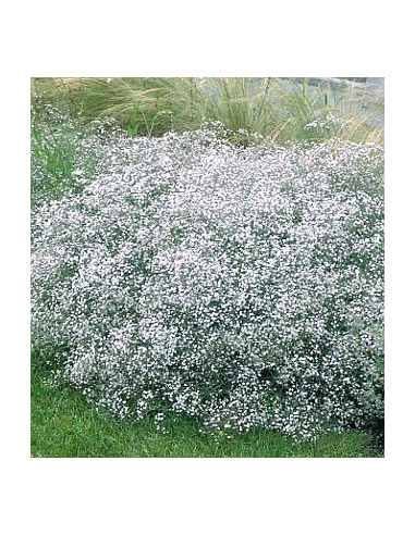 Gypsophila paniculata 'Bristol Fairy' - sadrenka