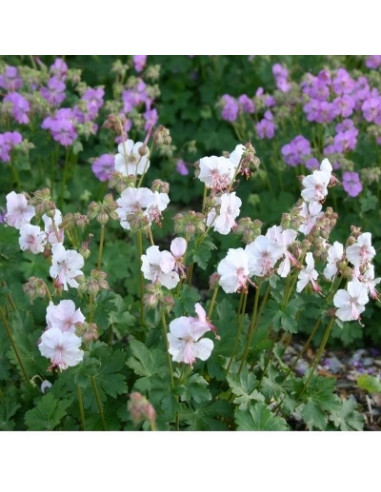 Geranium x cantabrigiense 'St. Ola' - krvomočnica