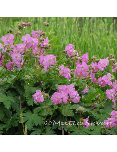 Geranium x cantabrigiense 'Karmina' - krvomočnica