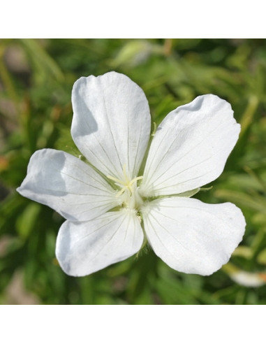 Geranium sanguineum 'Album' - krvavordeča krvomočnica