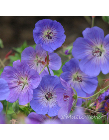 Geranium 'Rozanne' - krvomočnica