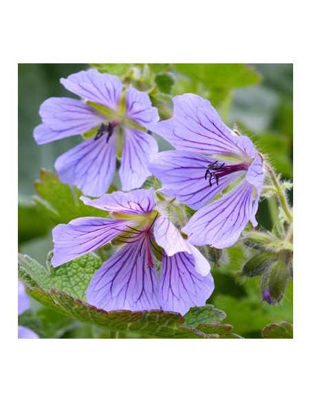 Geranium renardii 'Philippe Vapelle' - krvomočnica